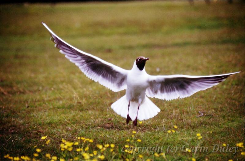 Black headed gull, New Forest, Hampshire.jpg